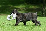 CANE CORSO 1173